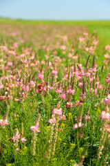 Naklejka premium Beautiful wild flowers in the field