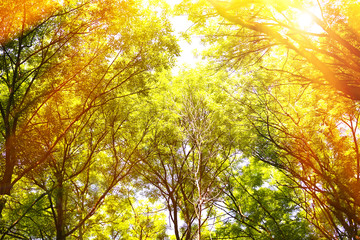 Obraz premium Beautiful trees in forest