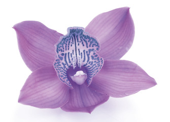 Fototapeta na wymiar Purple tropical orchid flower isolated on white