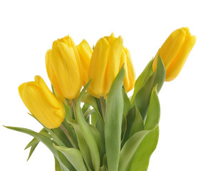 Yellow tulips