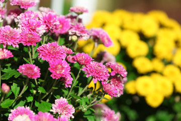 Yellow and lilac flowers closeup