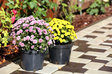 Yellow and lilac flowers on garden background