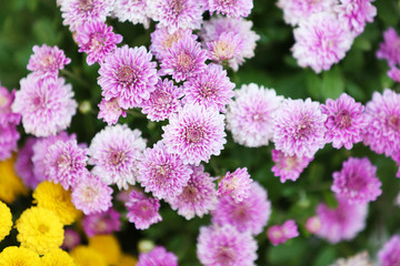 Lilac and yellow flowers as background