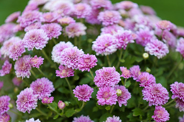 Lilac flowers close up