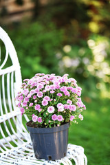 Lilac flowers on wicker chair on green garden background