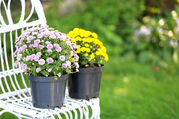 Yellow and lilac flowers in pots