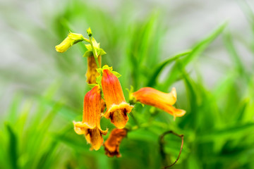 Digitalis obscura, Plantaginaceae, Spain