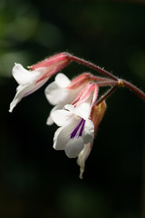Chirita tamiana, Gesneriaceae, tropical Asia