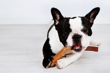 French bulldog with bone in room