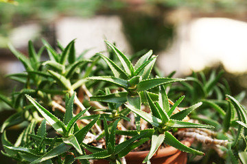 Aloe in pot, close-up