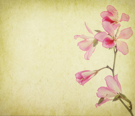 Fototapeta na wymiar bauhinia flower on Grunge Abstract Background
