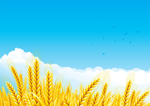 Fall Landscape Of Yellow Grain Fields With Wheat