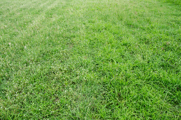 Green park for play soccer