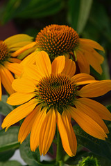 Orange echinacea flowers