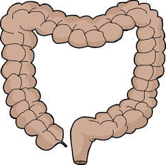 Isolated Large Intestine