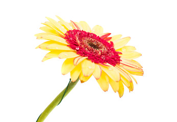 yellow red gerbera isolated
