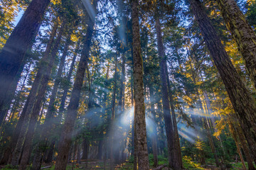 Sunrays shining through the morning mist.