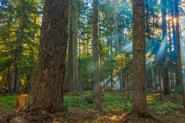Sunrays shining through the morning mist.