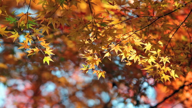 red japanese maple autumn fall