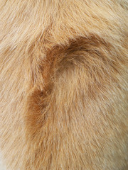 Macro Dog Hair