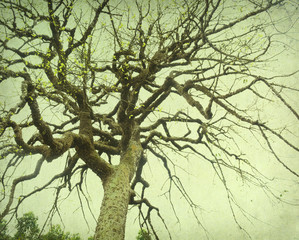 tree with old grunge antique paper texture
