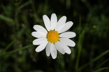 Fototapeta premium Marguerite commune (Leucanthemum vulgare)