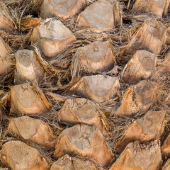 palm tree trunk background