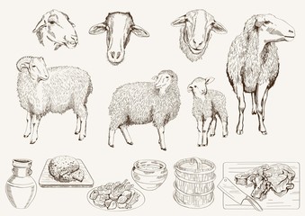 sheep breeding - 70976708