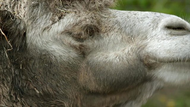 Ruminating bactrian camel (Camelus bactrian)