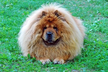 Red chow chow dog on a green grass