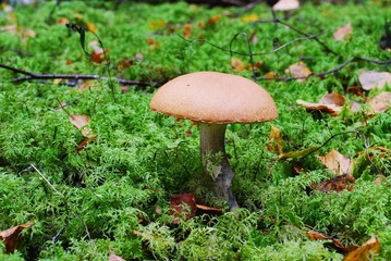 Orange-cap boletus growing in the forest