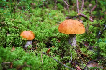 Orange-cap boletus growing in the forest