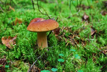 Cep Mushroom Growing in European Forest