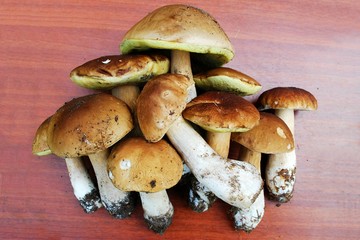 Cep Mushroom Growing in European Forest