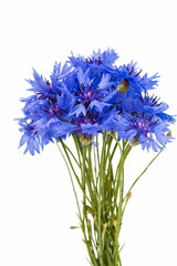 Beautiful blue cornflower isolated