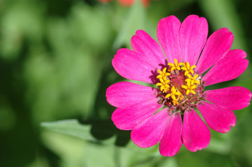 Obraz premium Zinnia elegans in field