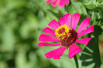 Zinnia elegans in field