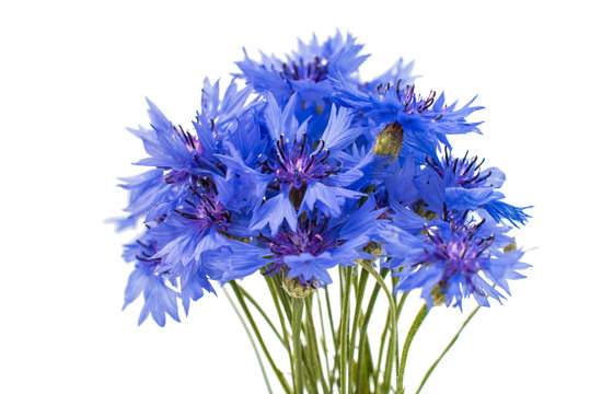 Beautiful blue cornflower isolated