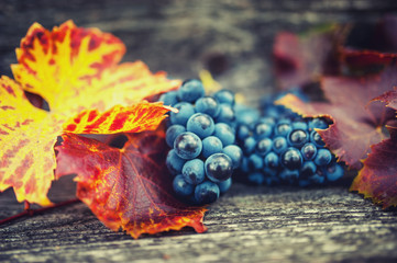Agricultural harvest at countryside with ripe grapes and leaves