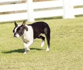 Boston terrier