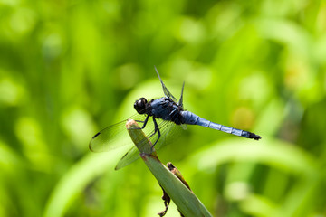 Orthetrum albistylum speciosum