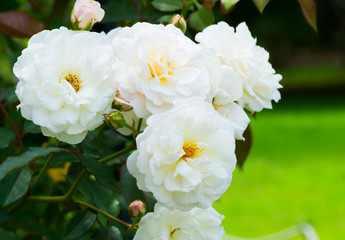 Close up of historical white Rose, Prosperity