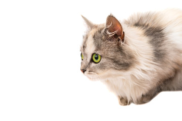 cat on a white background
