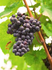 Grapes