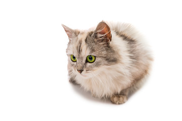 cat on a white background