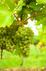 Grapes