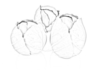 cabbage. Pencil drawing