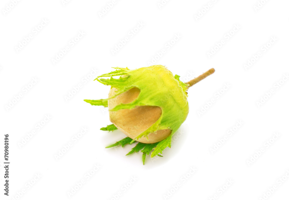 Sticker green hazel nut