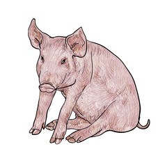 Obraz premium Drawing of pig