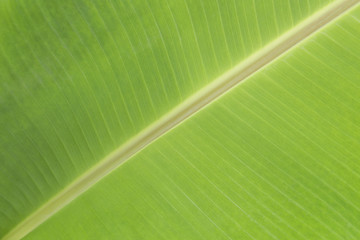 Banana leaf backdrop